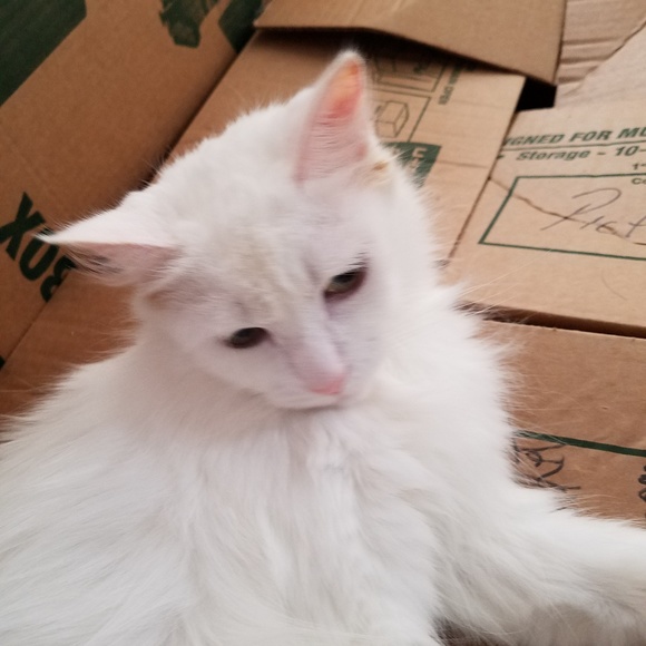 Meet your Posher, Martina - Picture 1 of 1